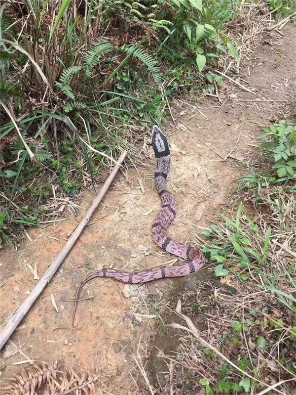 公園驅(qū)（捕）蛇...