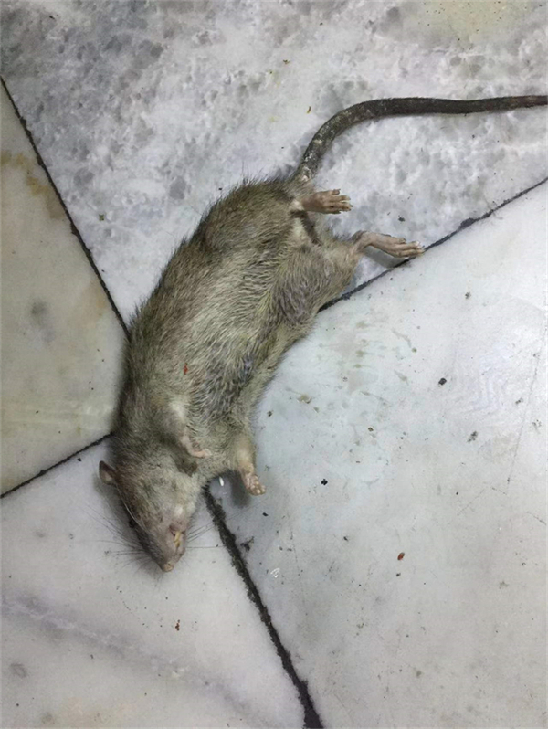 家庭滅鼠...